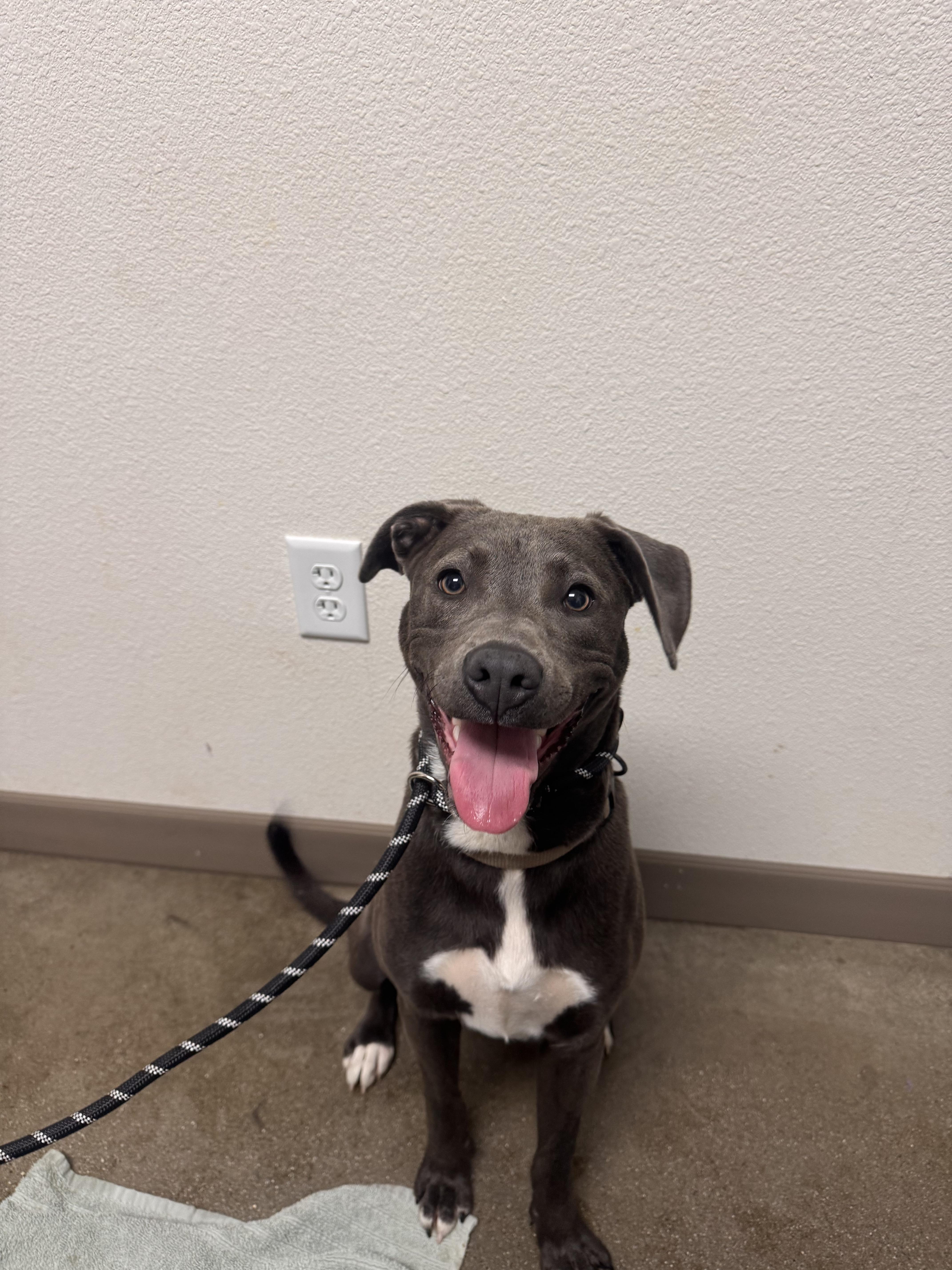 A young large-sized female Pit Bull Terrier dog named Carlie for adoption in Chico, CA
