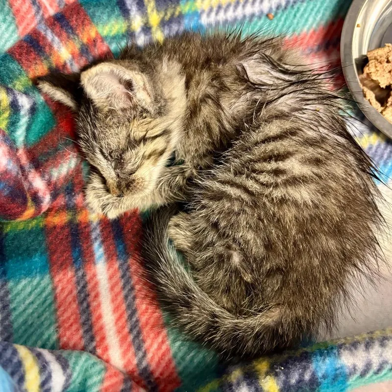 A baby small-sized male Brown / Chocolate Domestic Short Hair cat named Fly Strike for adoption in Boerne, TX