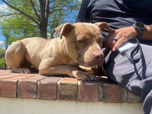 A young medium-sized female Pit Bull Terrier dog named Everest for adoption in Garland, TX