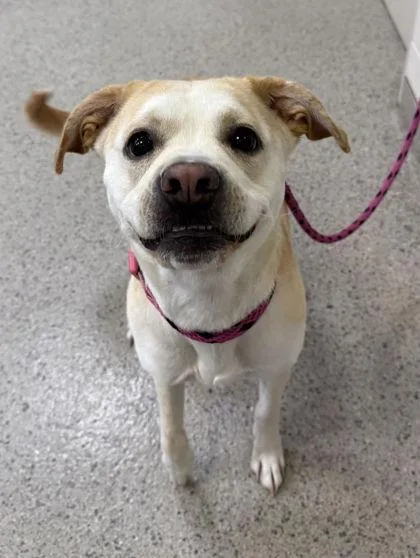 An adult medium-sized female Labrador Retriever dog named Belle for adoption in Fishers, IN