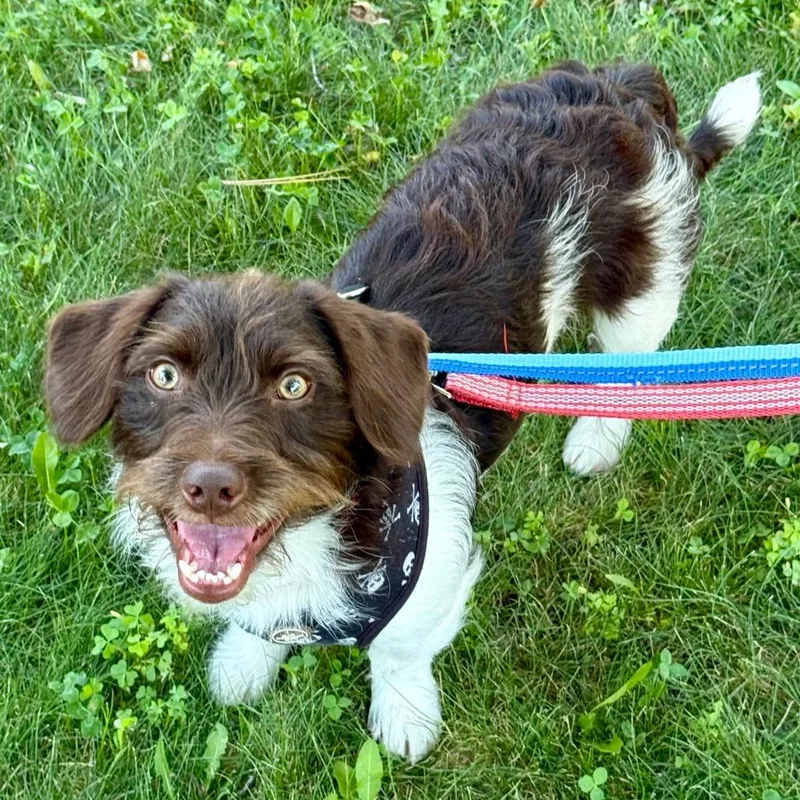 A young small-sized male Miniature Poodle dog named Dain for adoption in Crystal, MN