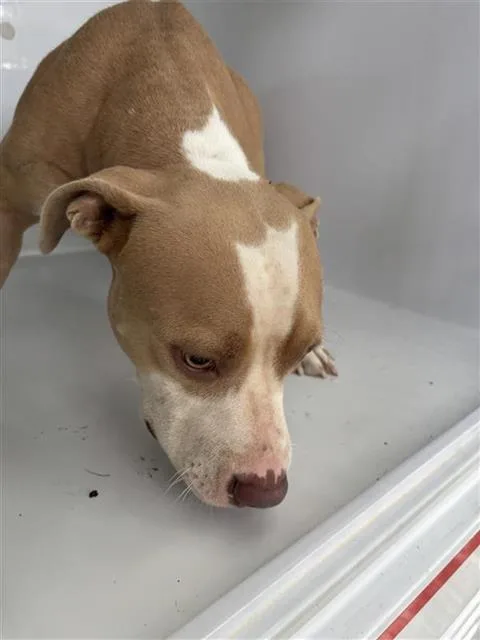 An adult large-sized female Pit Bull Terrier dog named A for adoption in Houston, TX