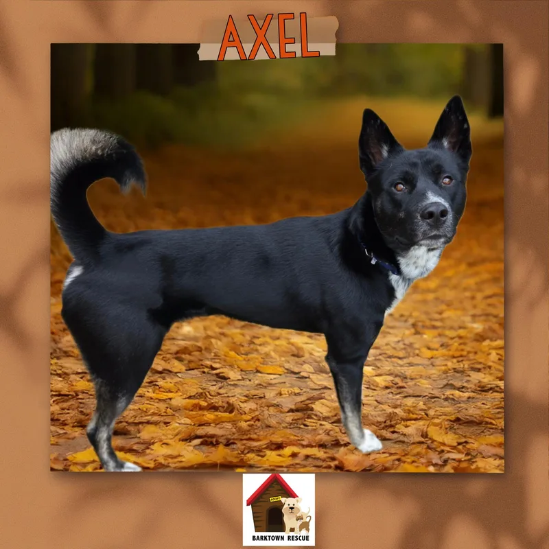 An adult large-sized male Siberian Husky dog named Axel for adoption in Boston, KY