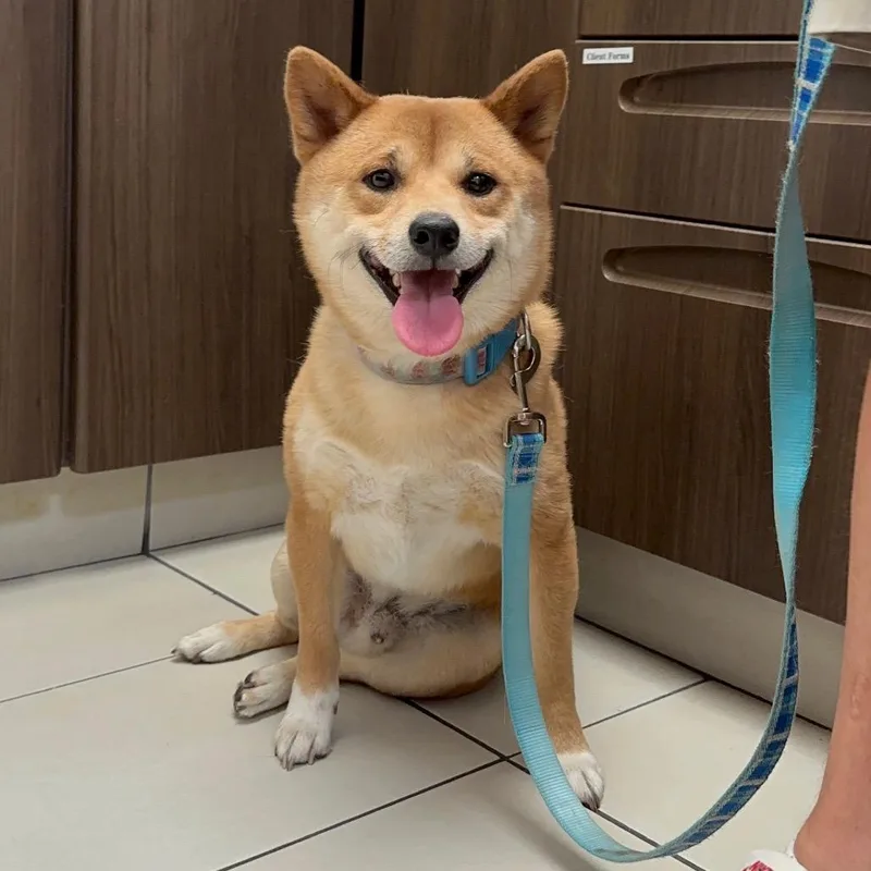 An adult small-sized male Yellow / Tan / Blond / Fawn Shiba Inu dog named Kumo for adoption in Las Vegas, NV