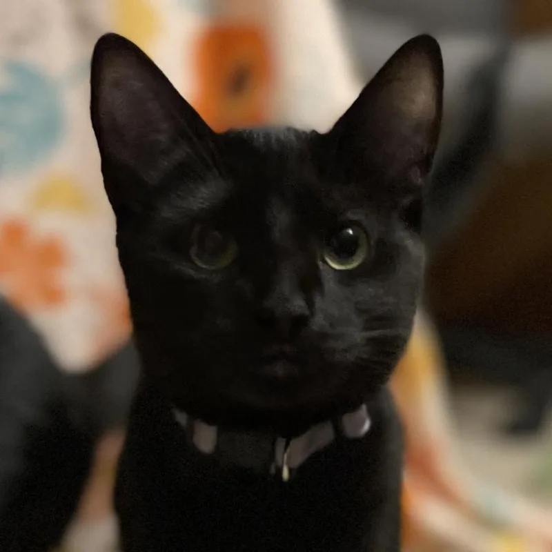 December thumbnail 3