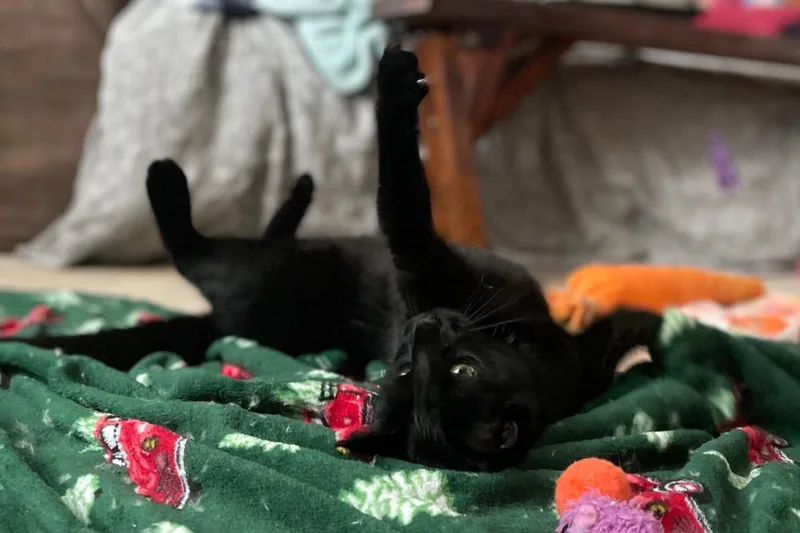 December thumbnail 4