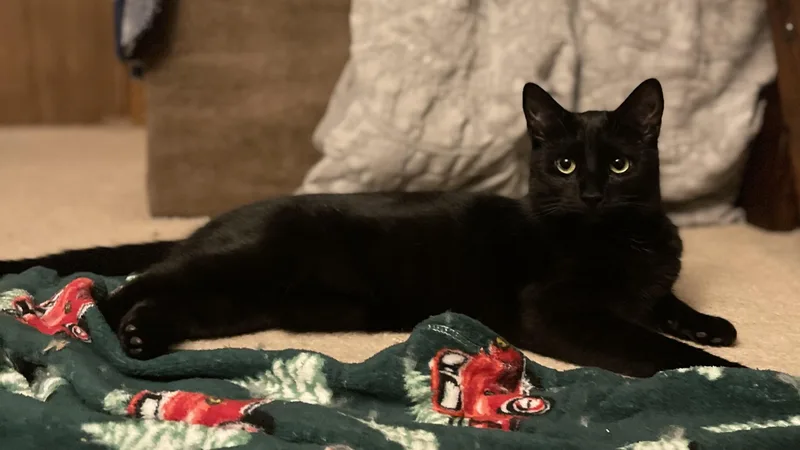 December thumbnail 5