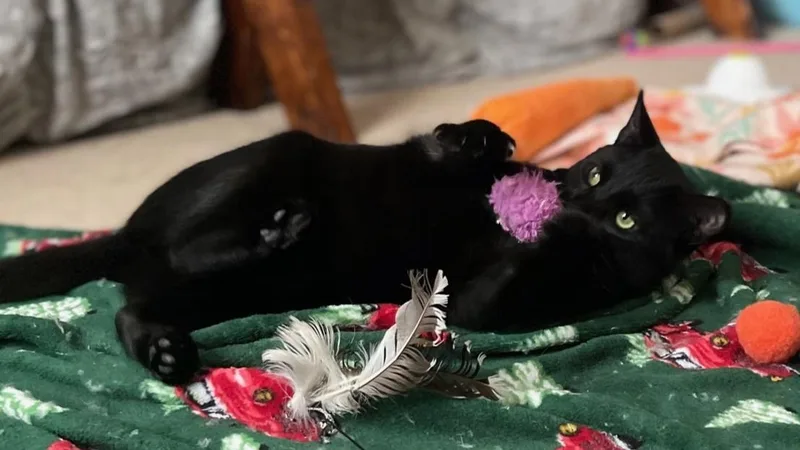 December thumbnail 6