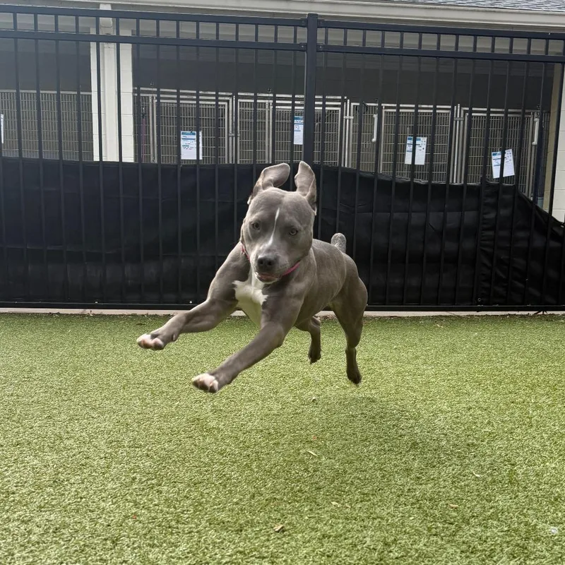 Butterfly In The Sky thumbnail 2