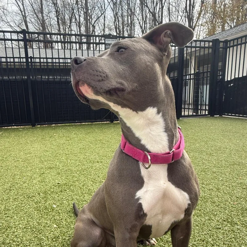 Butterfly In The Sky thumbnail 3