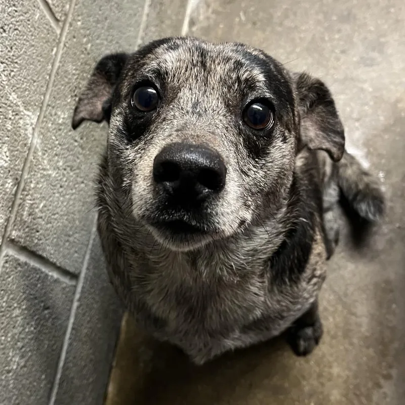 An adult medium-sized male Gray / Blue / Silver Mixed Breed dog named Baxter for adoption in Pauls Valley, OK
