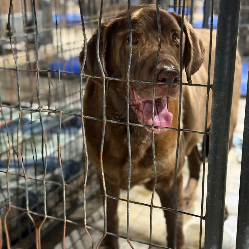 A senior large-sized male Brown / Chocolate Labrador Retriever dog named Crash for adoption in Fort Smith, AR