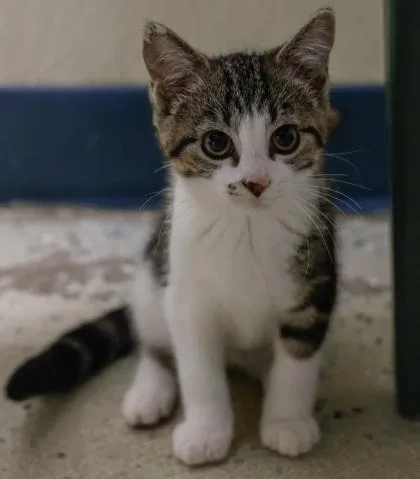A baby medium-sized female Domestic Short Hair cat named Tammy for adoption in Baraboo, WI