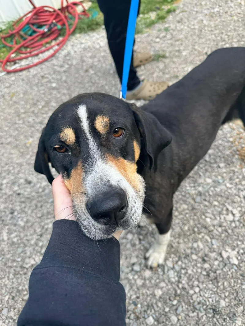 An adult medium-sized male Hound dog named Buck Excellent  easy for adoption in Crystal, MN