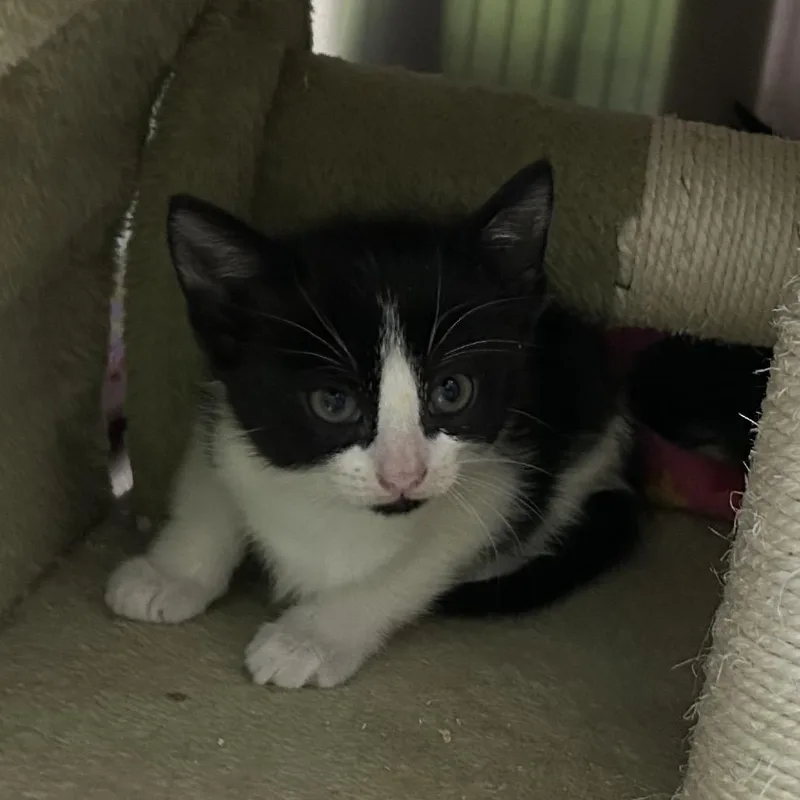 A baby small-sized female White Domestic Short Hair cat named Spooky for adoption in Oyster Bay, NY