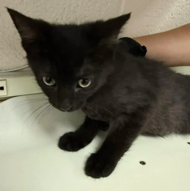 A baby small-sized male Domestic Short Hair cat named Arnold for adoption in Colorado Springs, CO