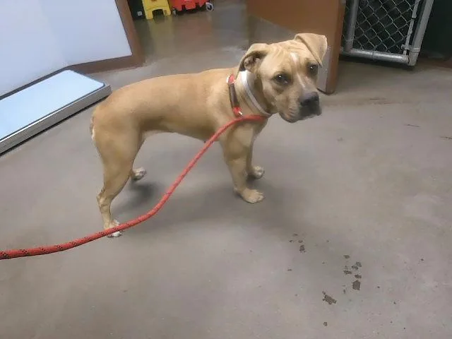A young large-sized female Pit Bull Terrier dog named Fiona for adoption in Phoenix, AZ