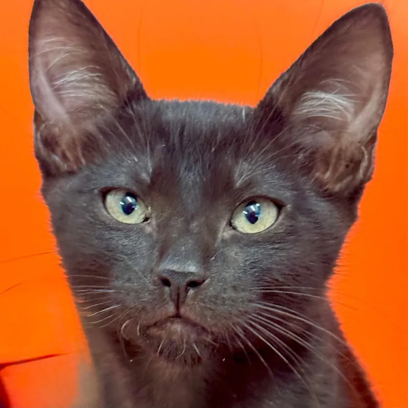 A young medium-sized male Black Domestic Short Hair cat named Johnny B. Goode for adoption in Decatur, GA