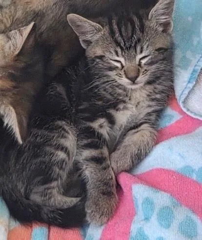 A baby small-sized male Domestic Short Hair cat named Peter for adoption in Wilmington, NC