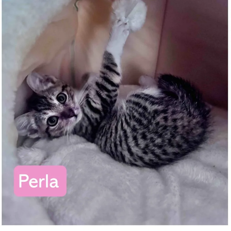 A baby medium-sized female Domestic Short Hair cat named Perla for adoption in Hoover , AL
