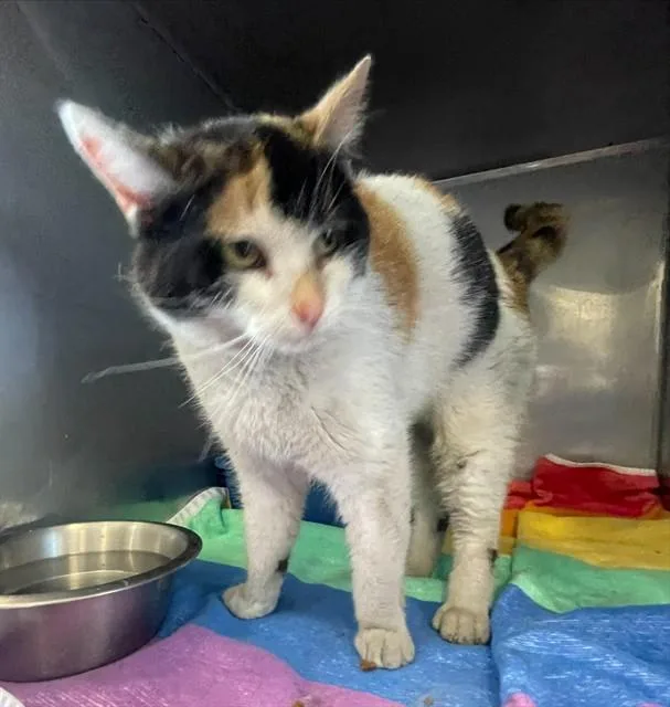 A young medium-sized female Domestic Short Hair cat named Cali for adoption in Lees Summit, MO