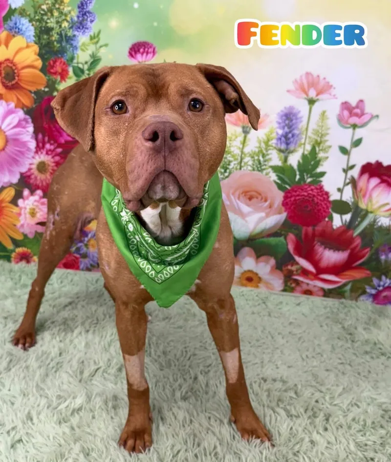 An adult medium-sized male Red / Chestnut / Orange Mixed Breed dog named Fender for adoption in Flint, MI