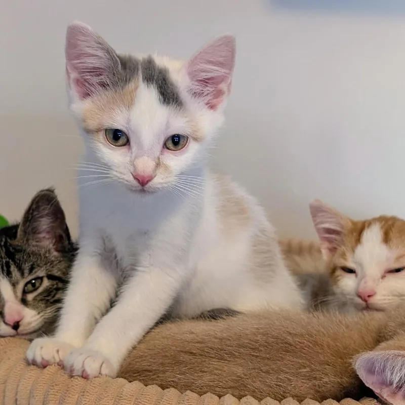 A baby small-sized female Calico Domestic Short Hair cat named Piggy for adoption in Brownsboro, AL