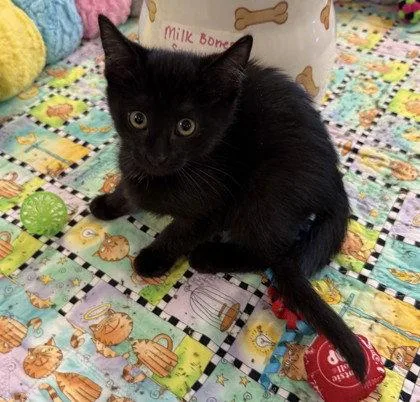A young small-sized male Domestic Short Hair cat named Wolfgang for adoption in Midland, VA