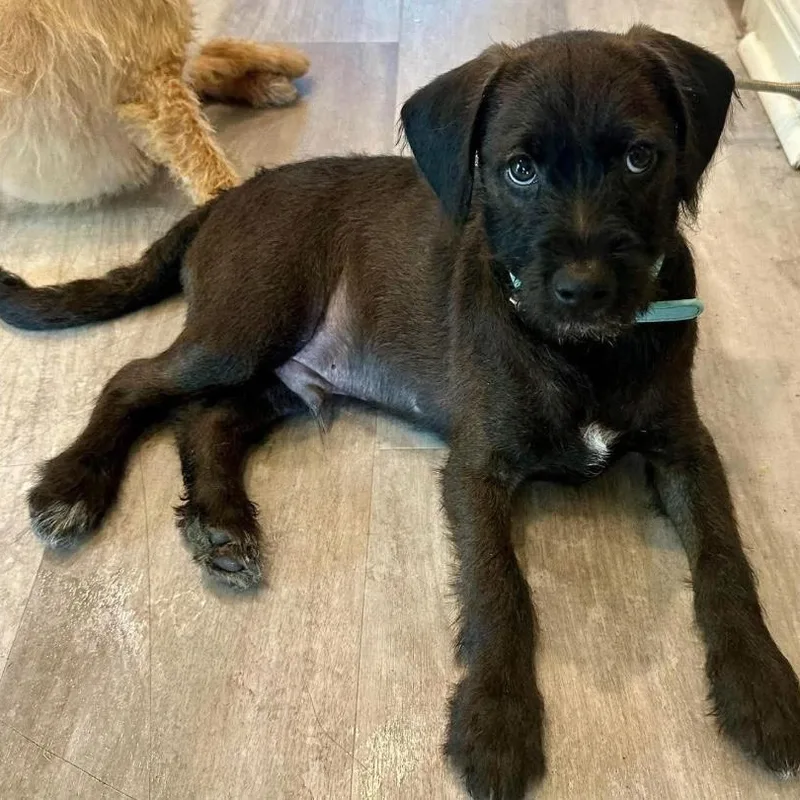 A baby small-sized male Black Goldendoodle dog named Snickers for adoption in Georgetown, TX
