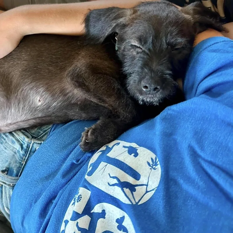 Snickers thumbnail 2