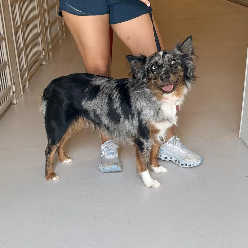 An adult medium-sized female Australian Shepherd dog named Roxy for adoption in Chicago, IL