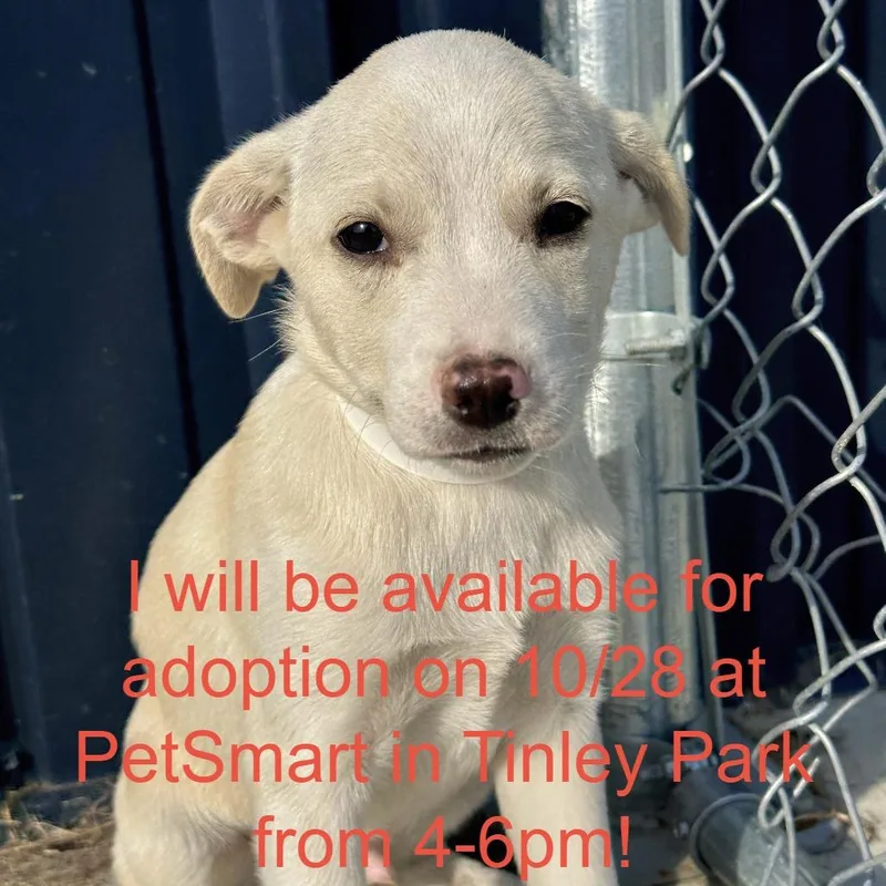 A baby medium-sized male Yellow / Tan / Blond / Fawn Chihuahua dog named Pugsley for adoption in Matteson, IL