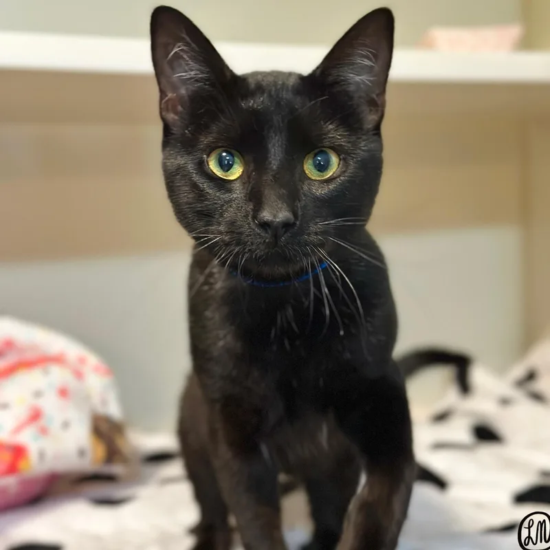 An adult medium-sized male Black Domestic Short Hair cat named Finn for adoption in Victor, NY