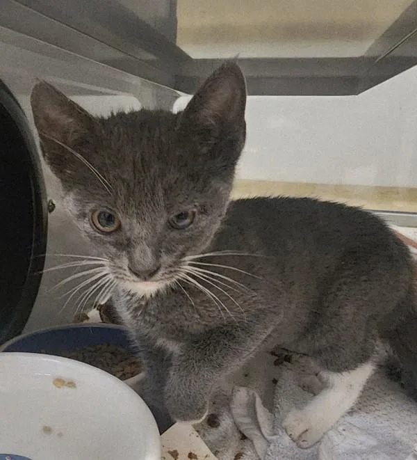 A baby medium-sized female Domestic Short Hair cat named Gradie for adoption in Escondido, CA