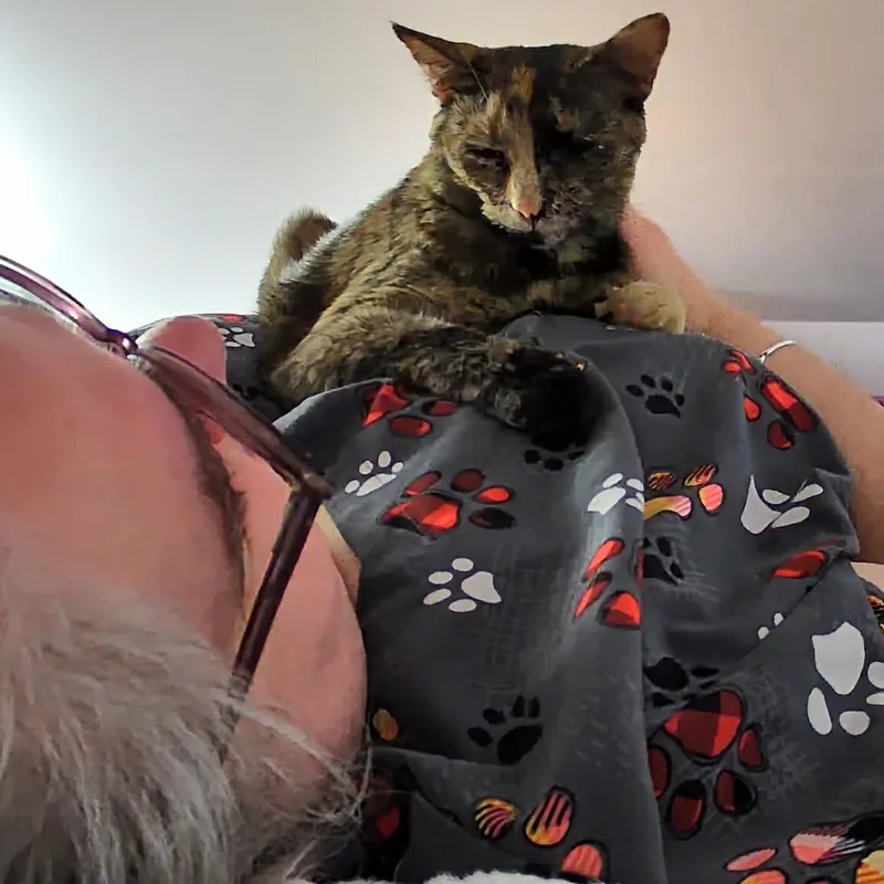 A young medium-sized female Tortoiseshell cat named Miley for adoption in Fairborn, OH