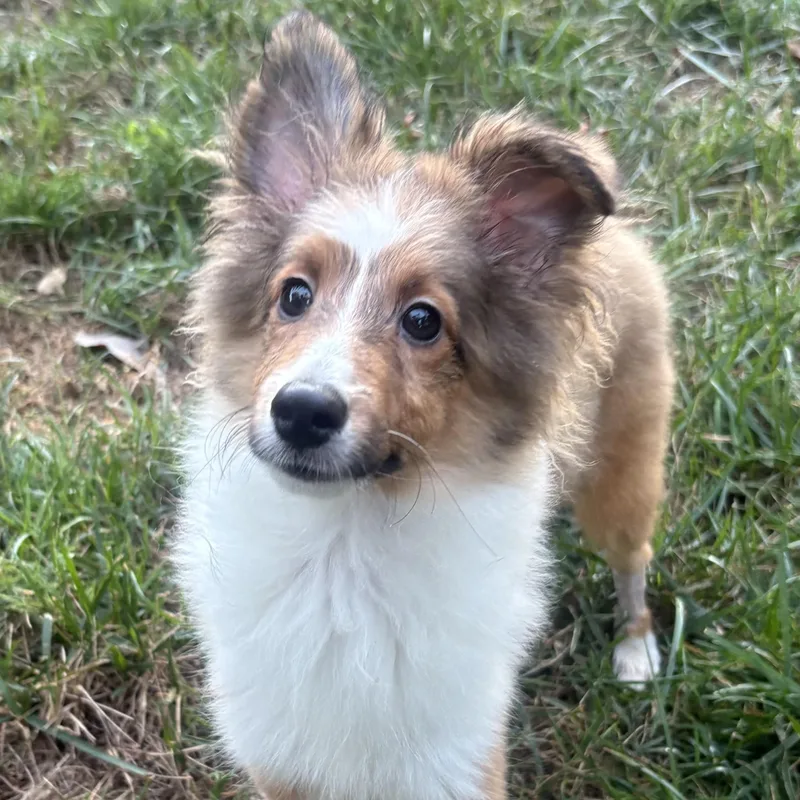 A baby small-sized male Shetland Sheepdog / Sheltie dog named Jamie for adoption in Rock Hill, SC