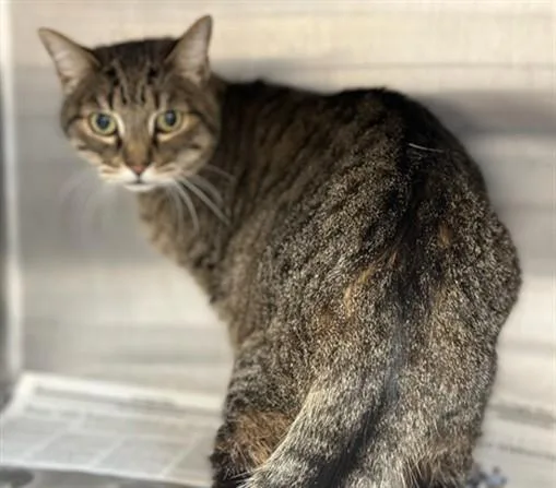 An adult large-sized male Domestic Short Hair cat named Henry for adoption in Los Angeles, CA