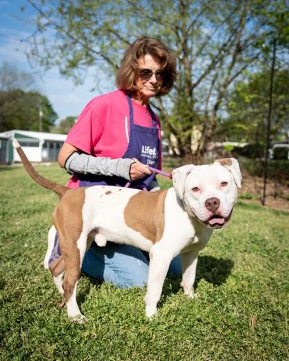 An adult large-sized male Mixed Breed dog named Splooty Boot for adoption in Chamblee, GA