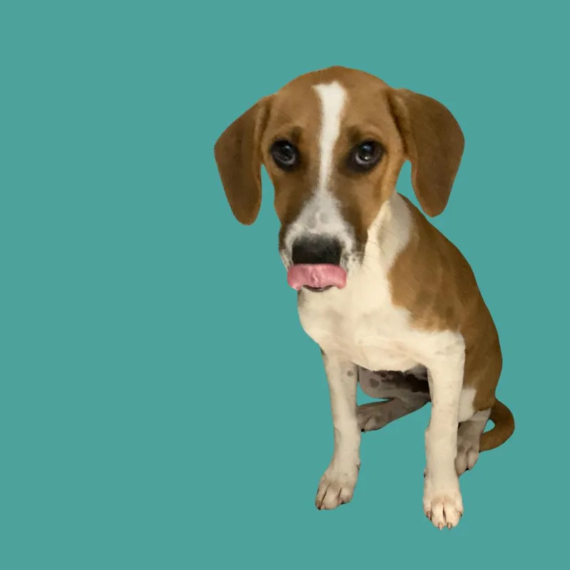 A baby small-sized male Mixed Breed dog named Mochi for adoption in Blue Ridge, GA