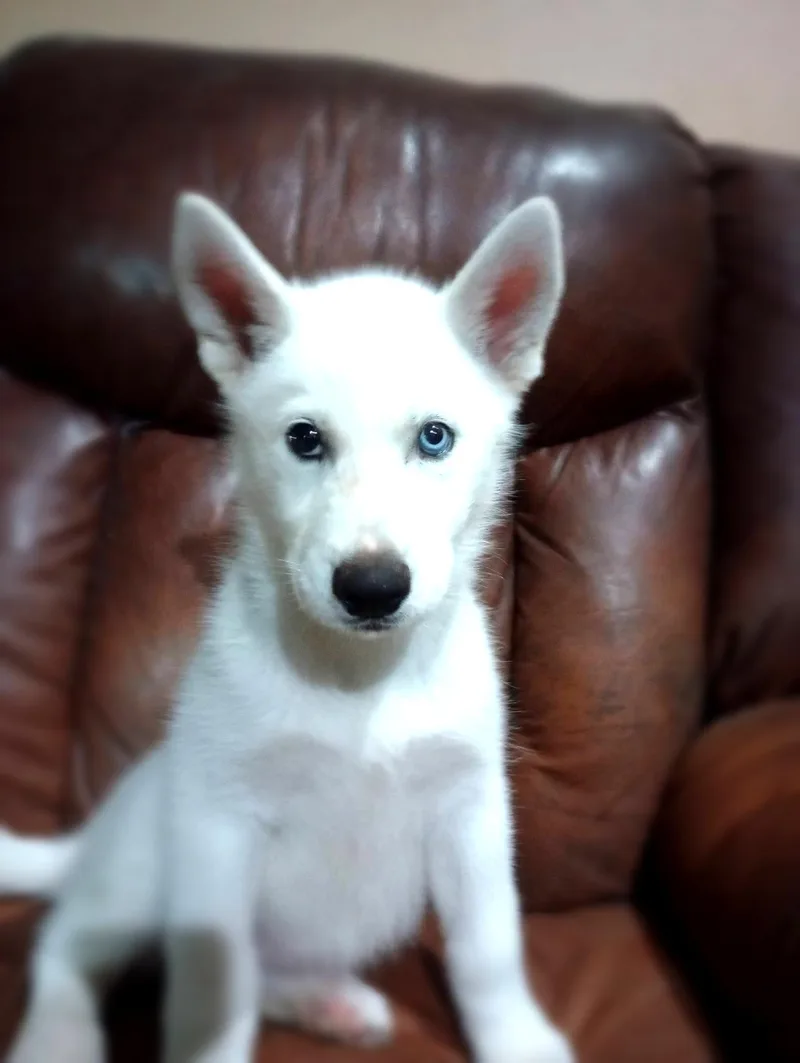 A young medium-sized female White / Cream Siberian Husky dog named Dublin for adoption in Baker, LA