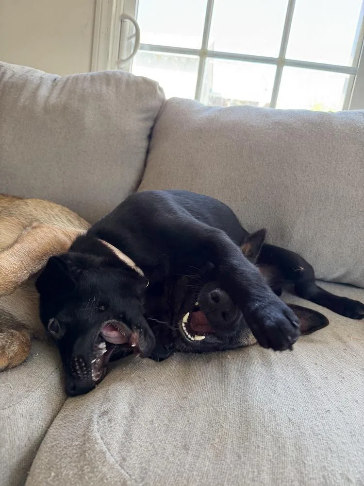 Cosmo Volume  Litter thumbnail 2