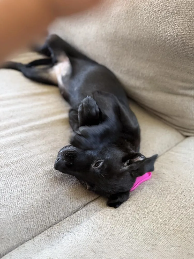 Cosmo Volume  Litter thumbnail 3