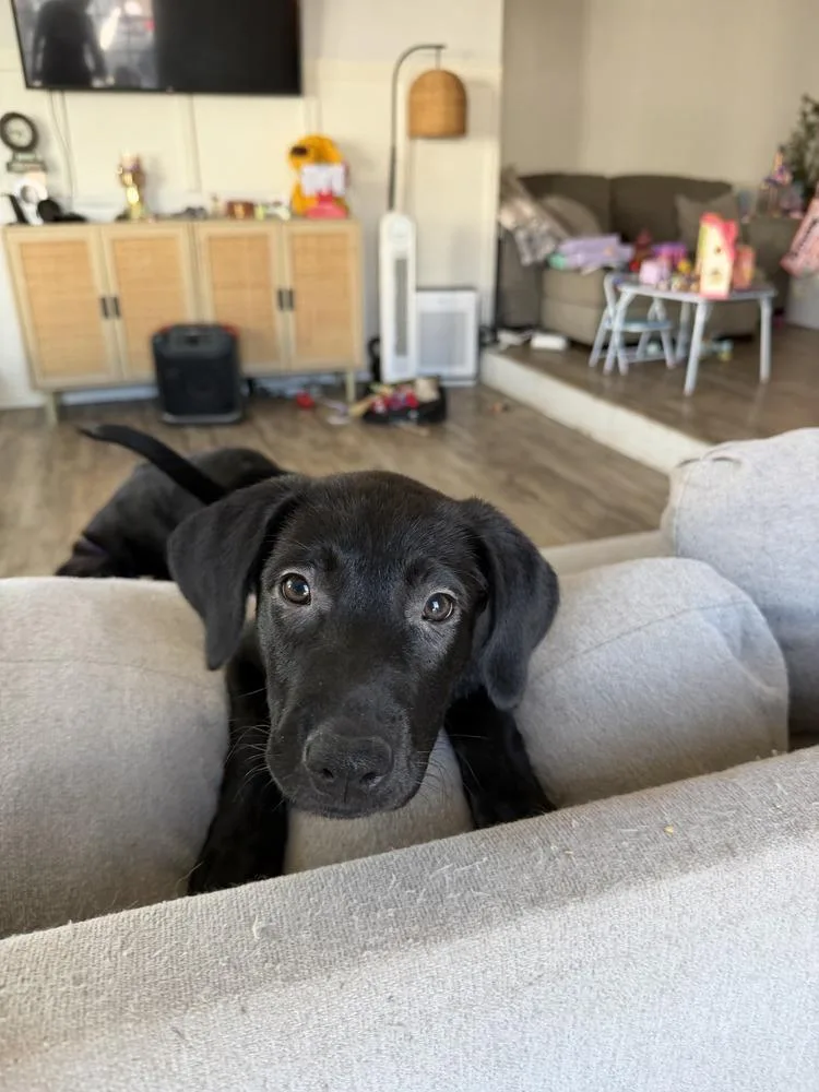 Cosmo Volume  Litter thumbnail 4