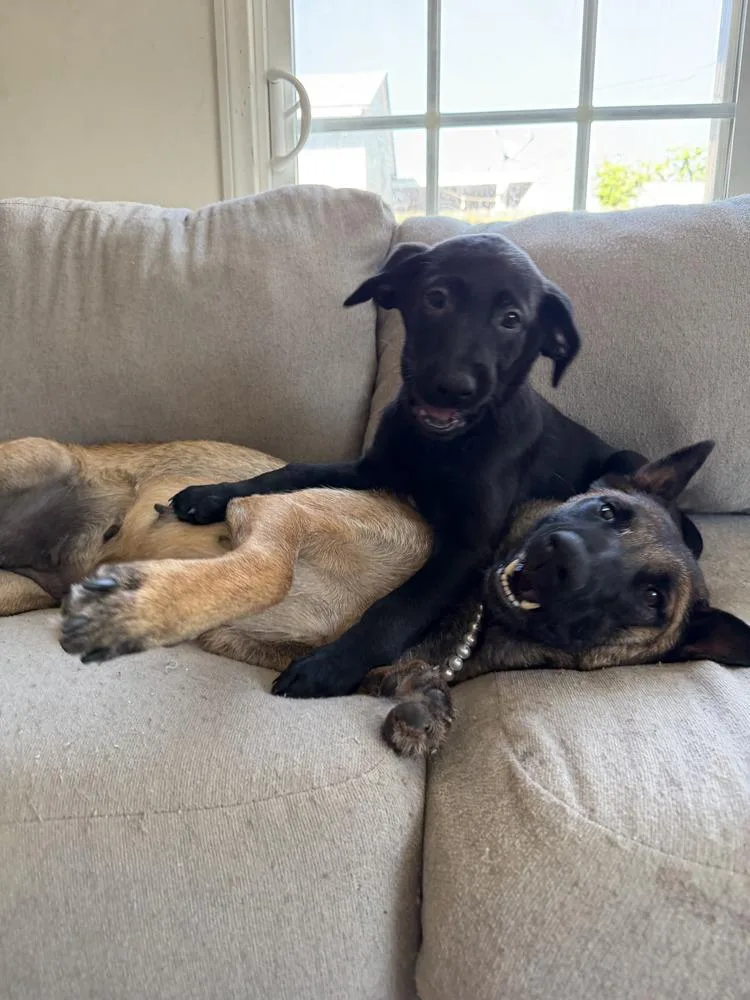 Cosmo Volume  Litter thumbnail 5