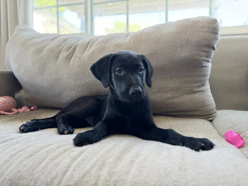 Cosmo Volume  Litter thumbnail 6