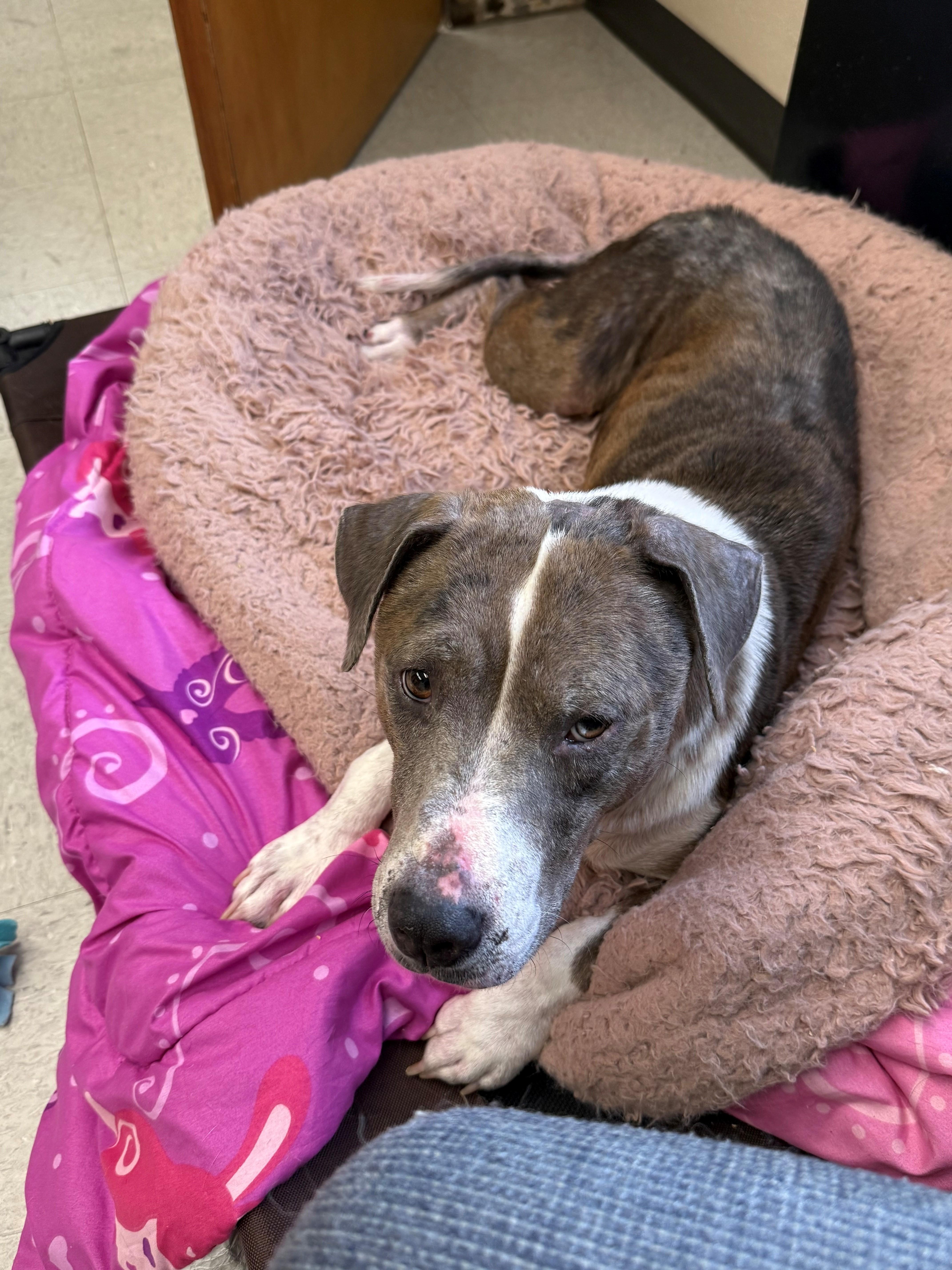 An adult medium-sized female Merle (Blue) Catahoula Leopard Dog dog named Isadora for adoption in Oakland, MD