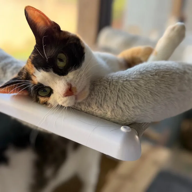A young small-sized female Calico Domestic Short Hair cat named Canela for adoption in Long Beach, CA