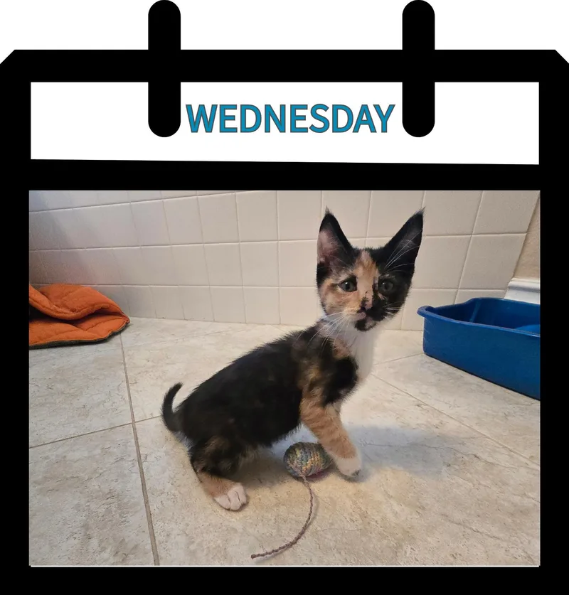 A baby small-sized female Calico Domestic Short Hair cat named Wednesday for adoption in Newberg, OR