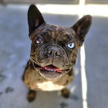 Nala thumbnail 4