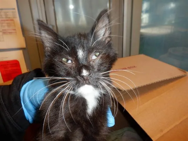 A baby small-sized male Domestic Short Hair cat named Prince Eric for adoption in San Jose, CA